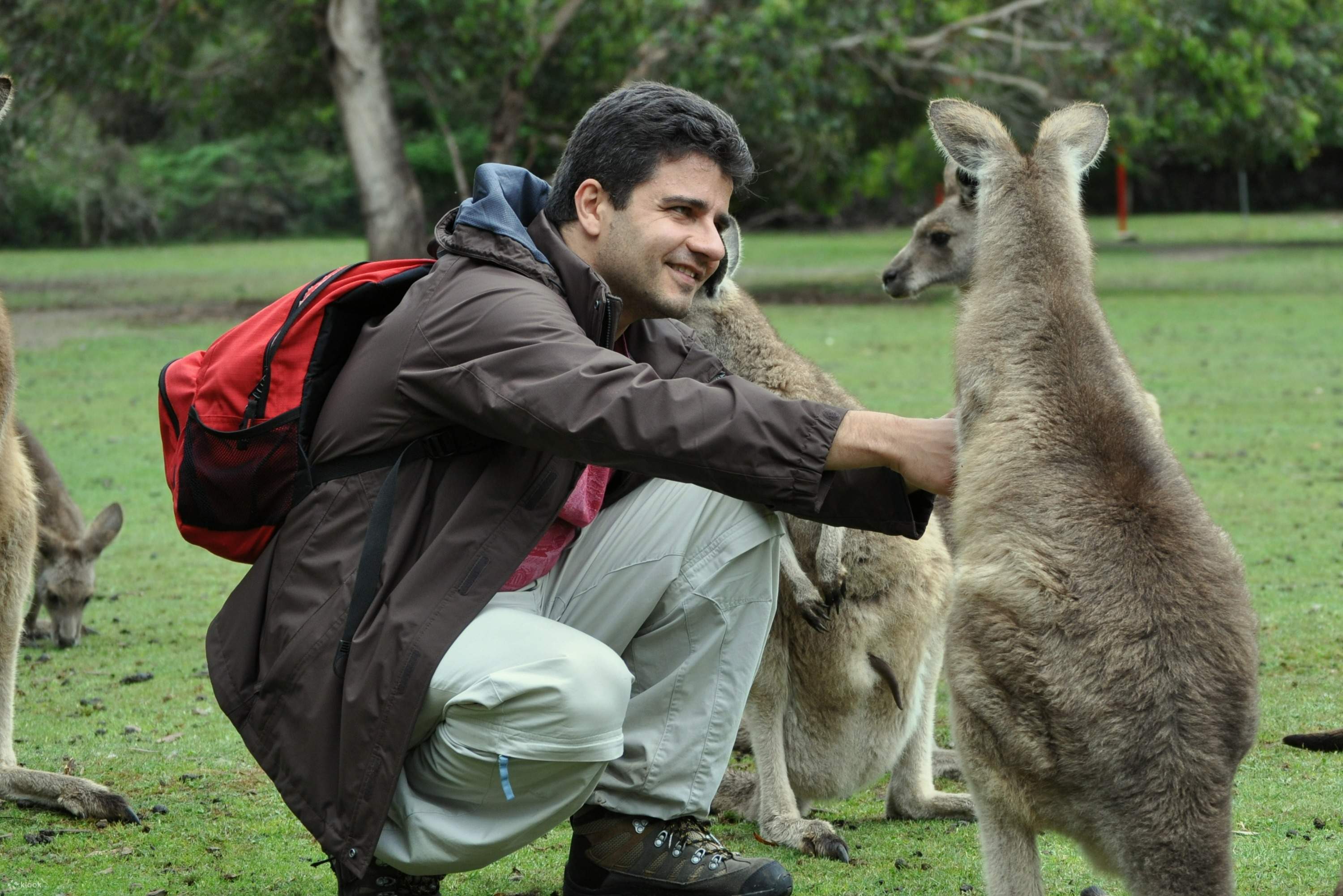 タスマニアデビル タスマニアデビル - Wikipedia